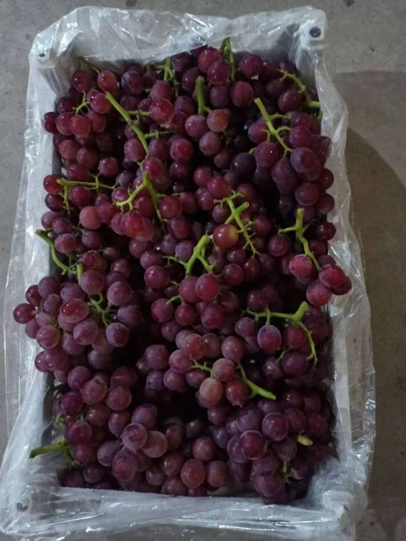 精品巨峰葡萄基地直发品质保证视频看货欢迎来电订购!