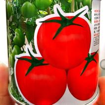 铁汉子西红柿种子，肉厚,耐裂果,果穗多大小均匀，购买联系