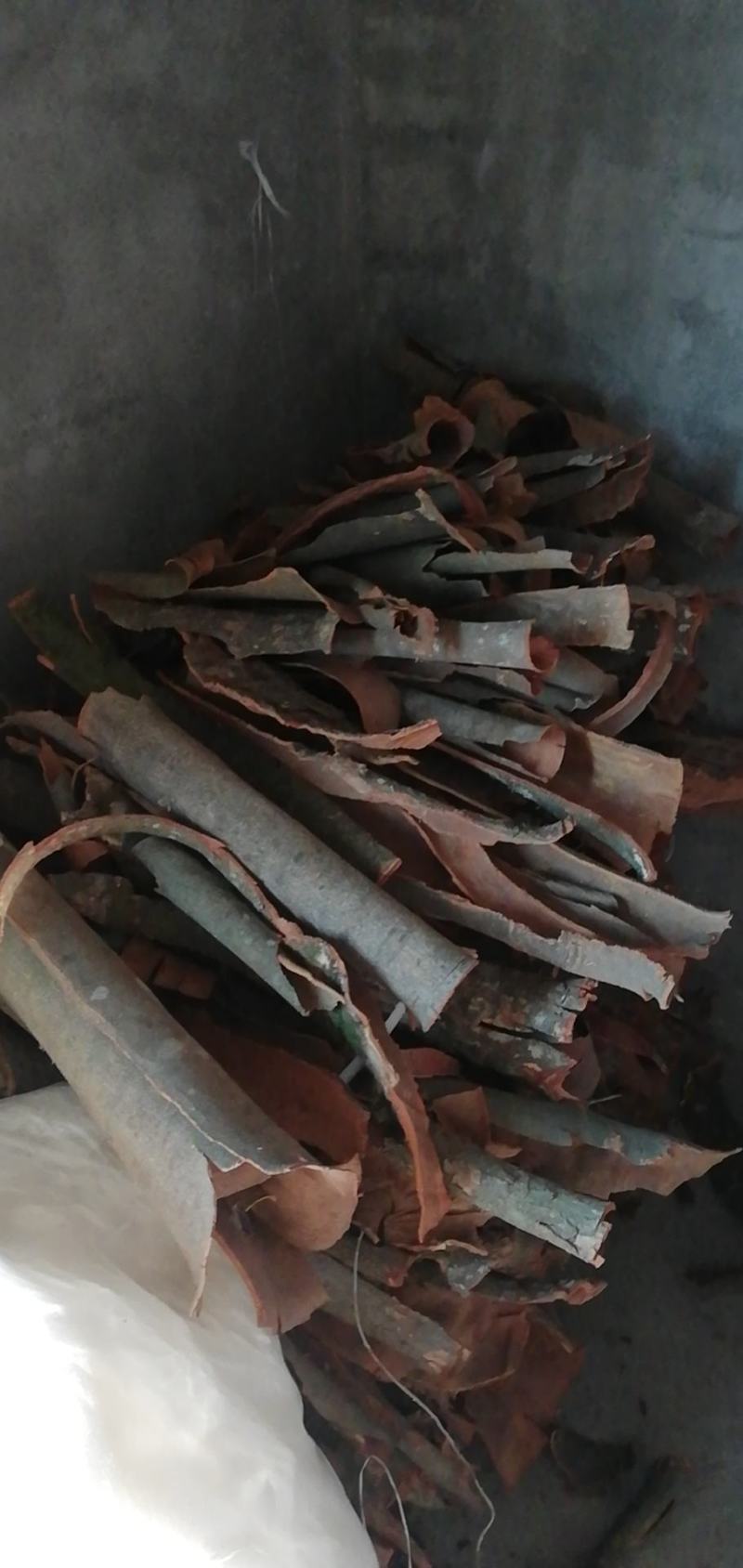 桂皮，大叶桂皮