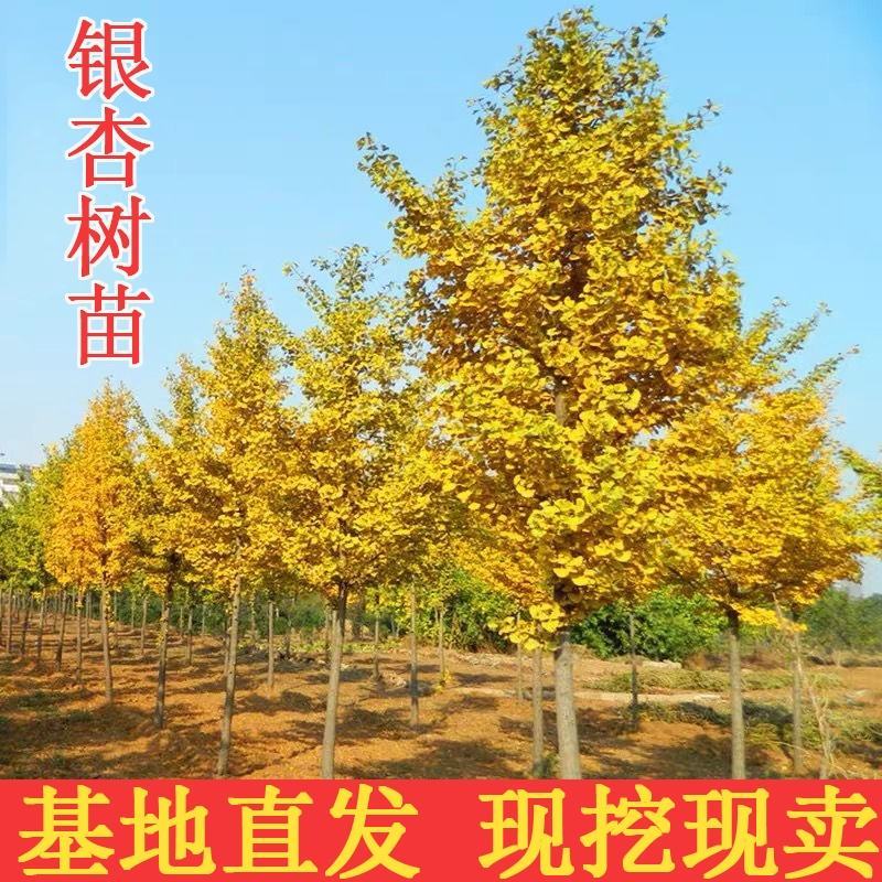 银杏苗拆迁占地银杏苗银杏树，银杏小苗，