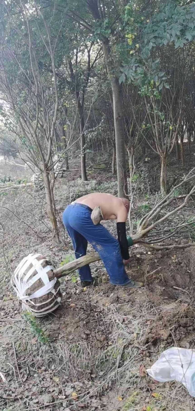 紫薇