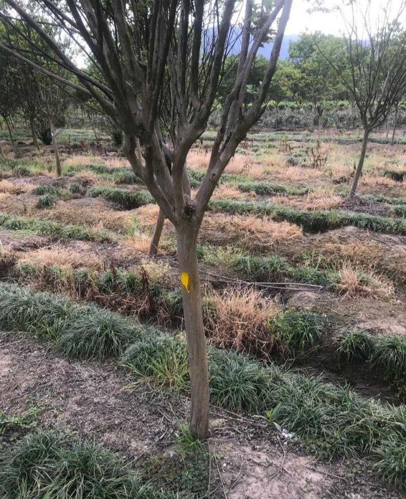 紫薇
