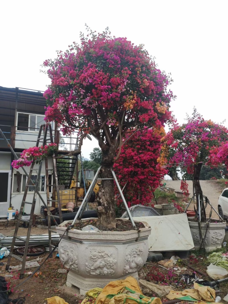 三角梅桩景基地各种规格颜色造型现货批发