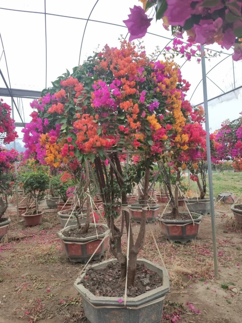 三角梅桩景基地各种规格颜色造型现货批发
