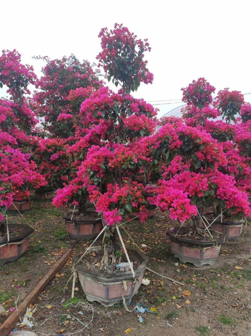 三角梅桩景基地各种规格颜色造型现货批发