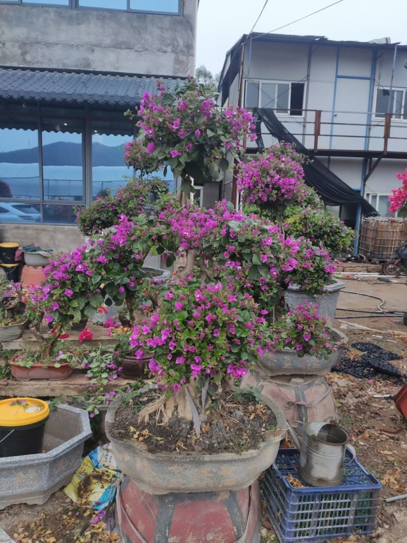 三角梅桩景基地各种规格颜色造型现货批发