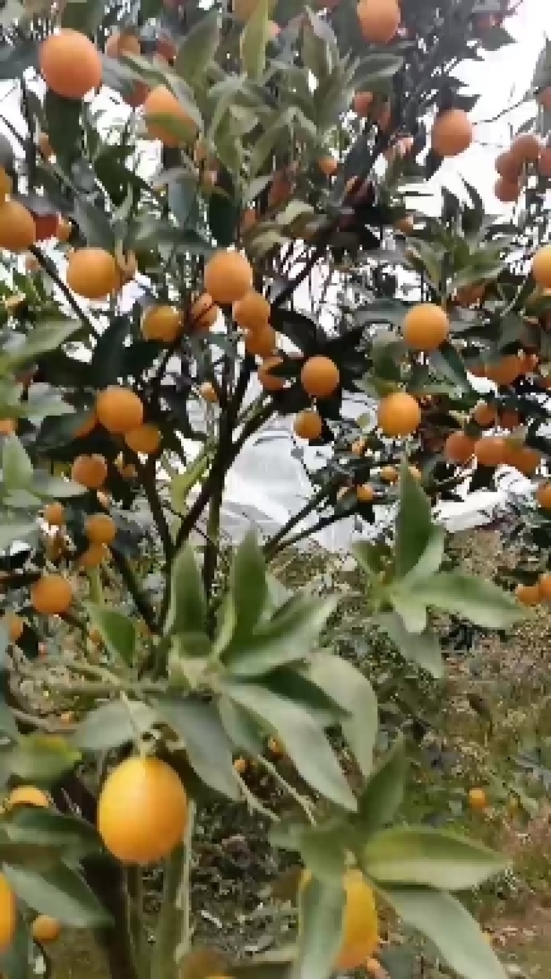 金桔大量供应可对接商超视频看货品质保证