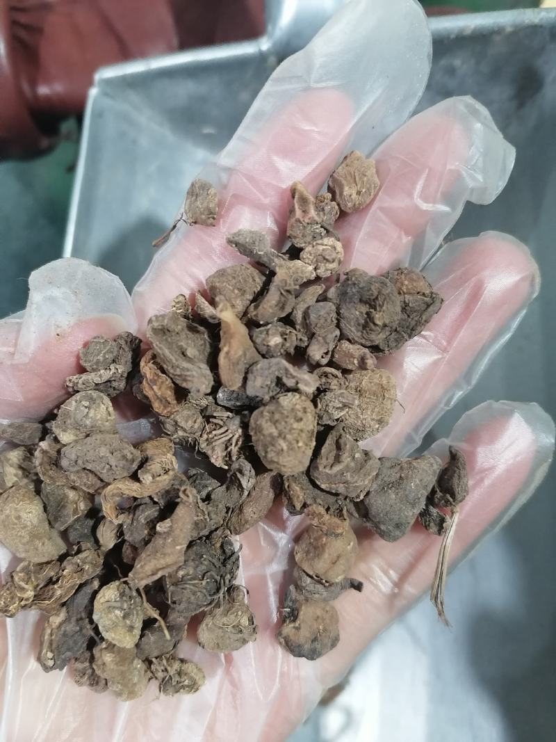 山慈菇毛慈姑光慈姑冰球子批发零售各种规格中药材