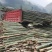 贵州高山精品楠竹竿