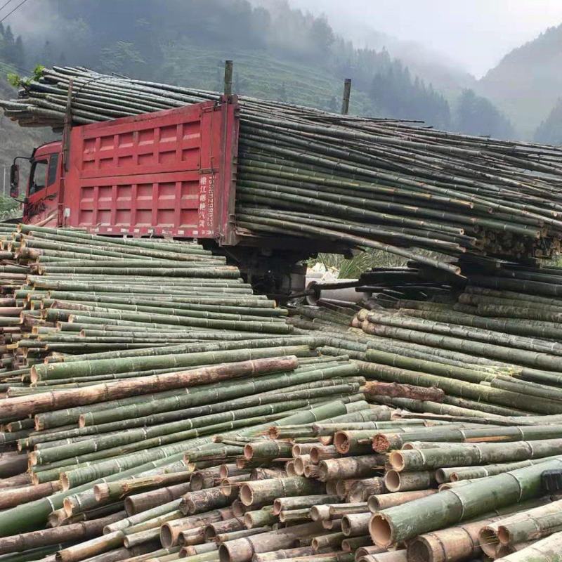贵州高山精品楠竹竿