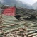 贵州高山精品楠竹竿