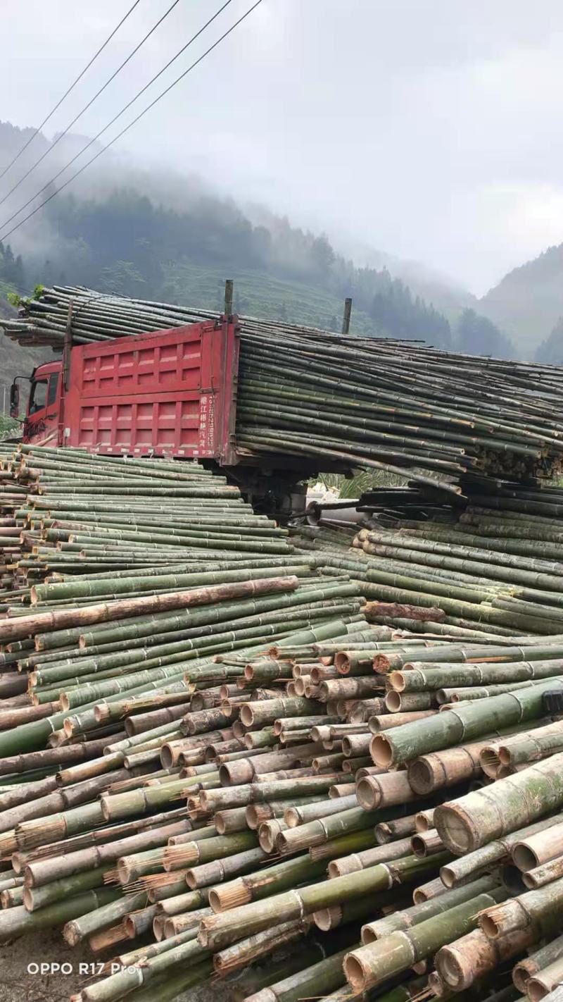 贵州高山精品楠竹竿