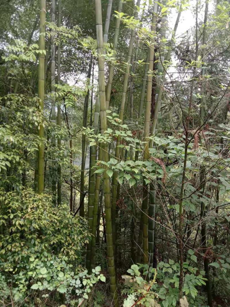 贵州高山精品楠竹竿
