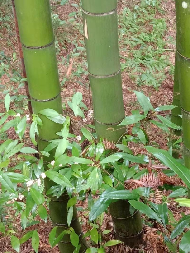 贵州高山精品楠竹竿