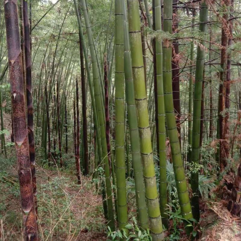 贵州高山精品楠竹竿