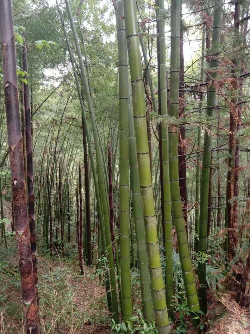 贵州高山精品楠竹竿