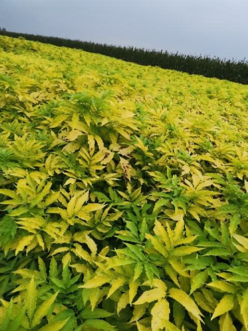 河北金叶接骨木，大棵金叶接骨木，金叶接骨木杯苗