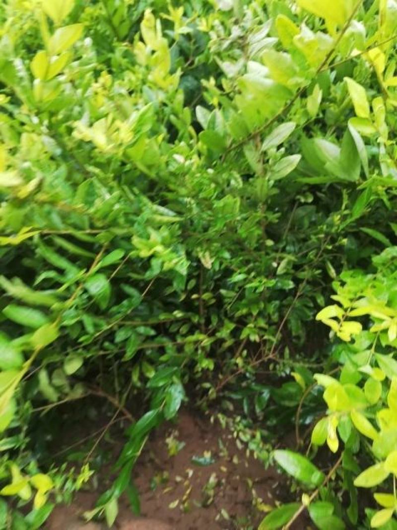 河北金叶水蜡，河北金叶水蜡厂家直销，河北金叶水蜡基地