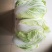 精选白菜1元