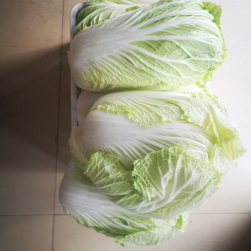 精选白菜1元