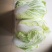 精选白菜1元
