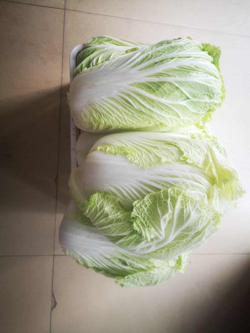 精选白菜1元