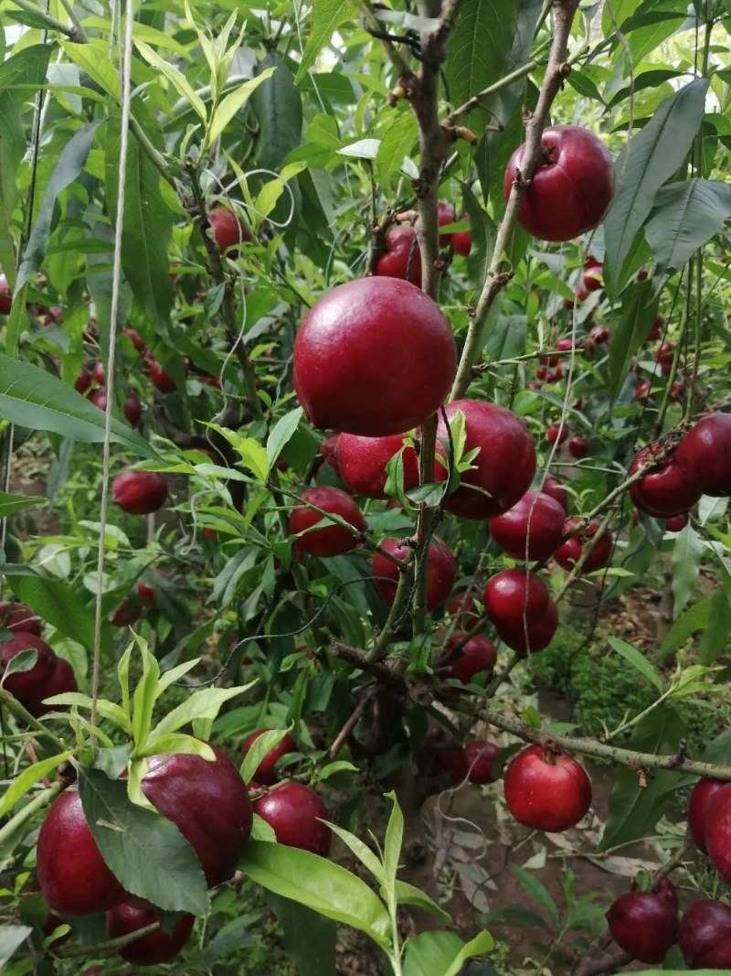 油桃精品红油黄油唐山产地直发保证质量欢迎实力客户前来收购