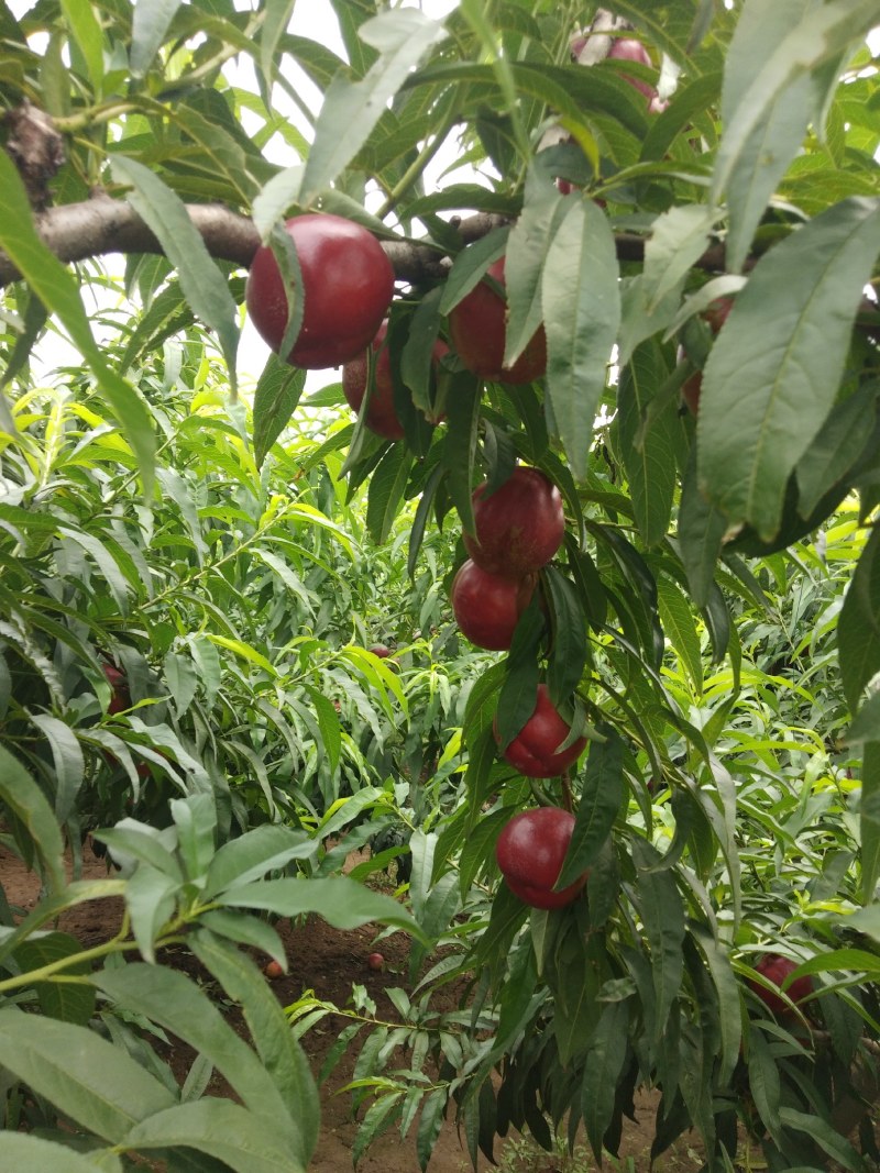 油桃精品红油黄油唐山产地直发保证质量欢迎实力客户前来收购