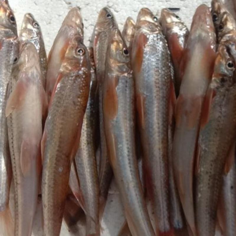 精品棍子鱼船丁鱼各种规格冷冻新鲜冰板发货全国