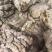 国产新鲜卤肥肠每天新鲜卤制适应各种餐厅和美食
