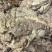 国产新鲜卤肥肠每天新鲜卤制适应各种餐厅和美食