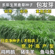 多年生黑麦草种子耐寒养牛羊鸡鹅鱼苜蓿草种籽牧草养殖黑麦草