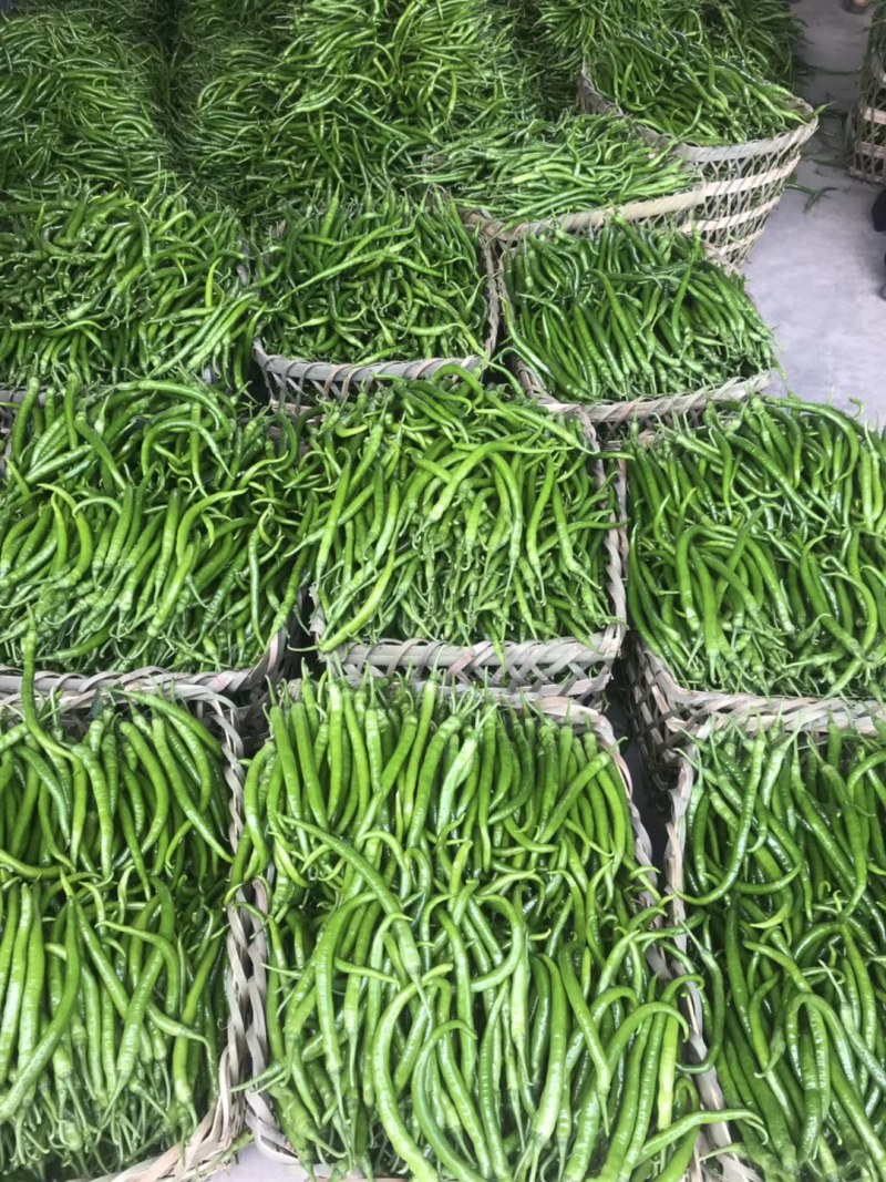 二荆条辣椒，欢迎你来采购，天天有货，谢谢来采购各种蔬菜