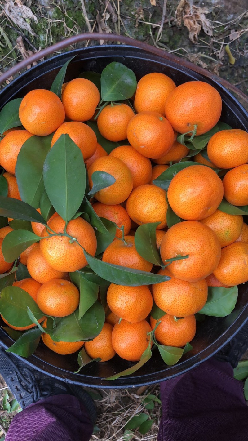 广西无核沙糖桔