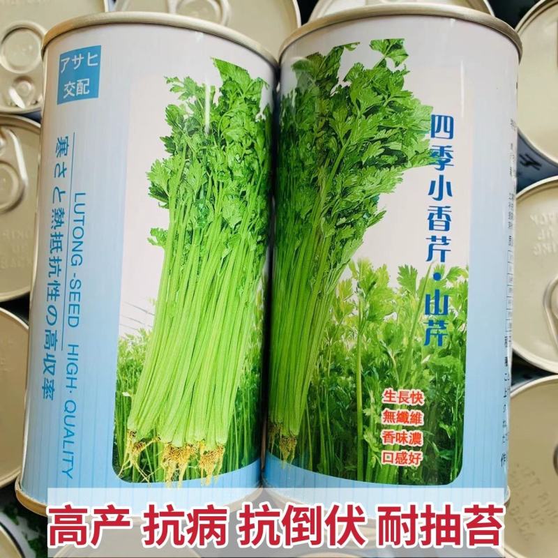 璐通山芹四季小香芹种子高产黄绿色耐抽苔芹菜种子清香无苦味
