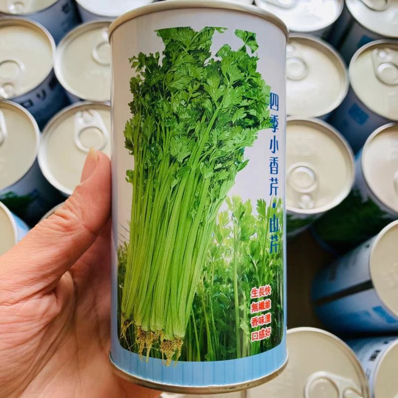 璐通山芹四季小香芹种子高产黄绿色耐抽苔芹菜种子清香无苦味