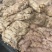 国产新鲜卤肥肠每天新鲜卤制适应各种餐厅和美食