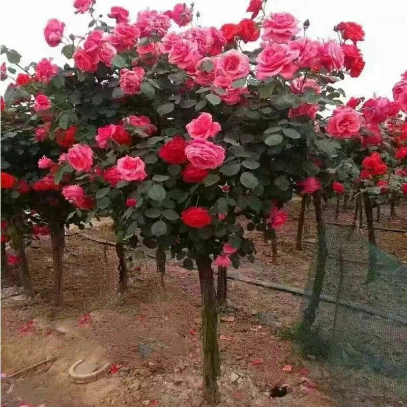 树桩月季，高杆月季开花机器月月开花，老桩量大联系客服。
