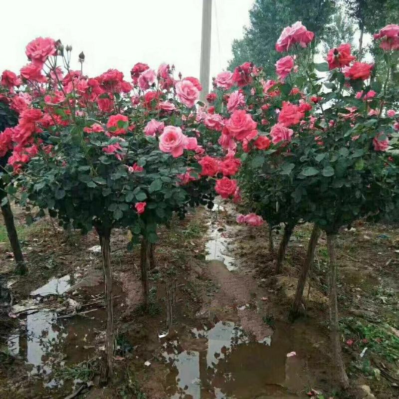 树桩月季，高杆月季开花机器月月开花，老桩量大联系客服。