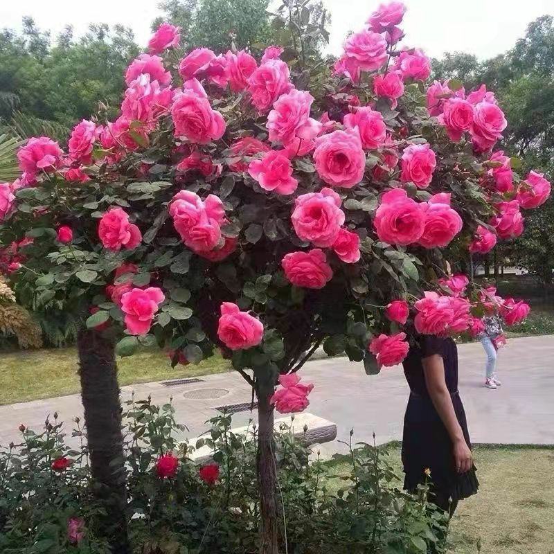 树桩月季，高杆月季开花机器月月开花，老桩量大联系客服。