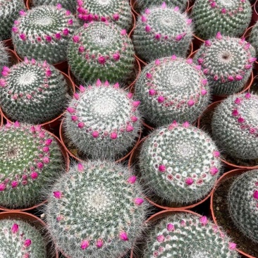 精品玉翁，基地直供，大量批发品种齐全，保证都是市销货