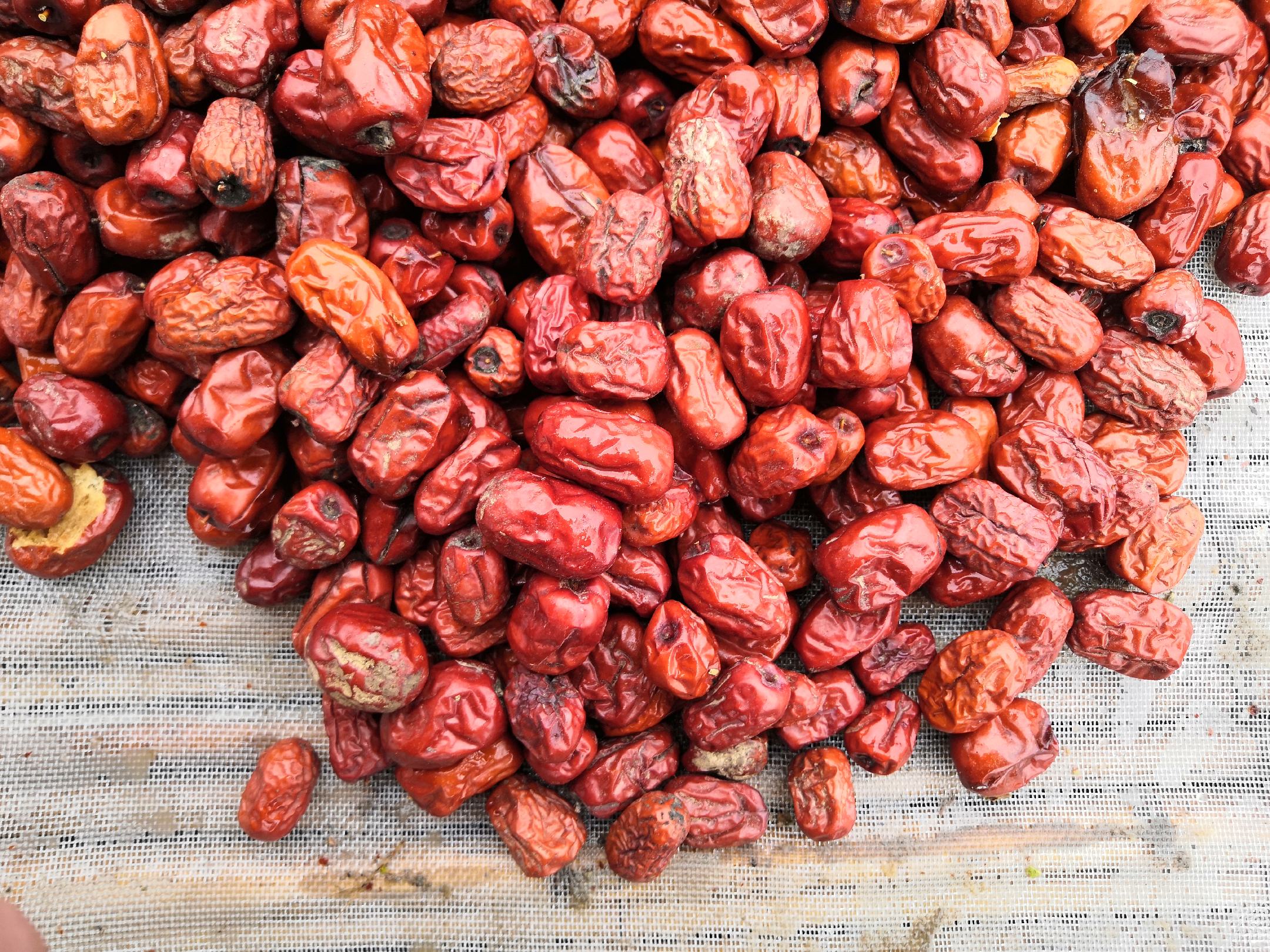 金丝新4号熟枣特写