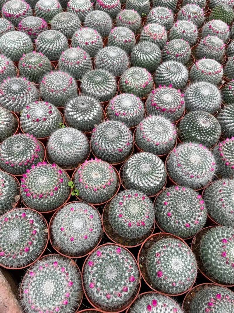 精品玉翁，基地直供，大量批发品种齐全，保证都是市销货
