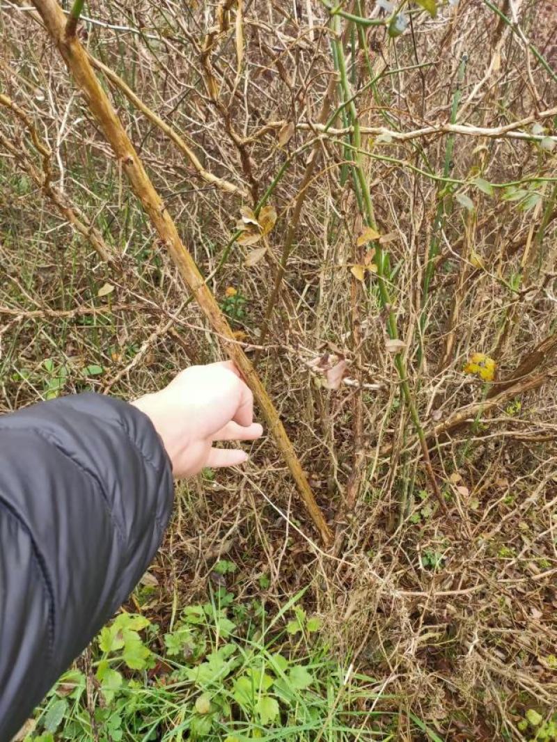 刺梨苗贵龙5号两年挂果裸根发货大量供应提供种植技术