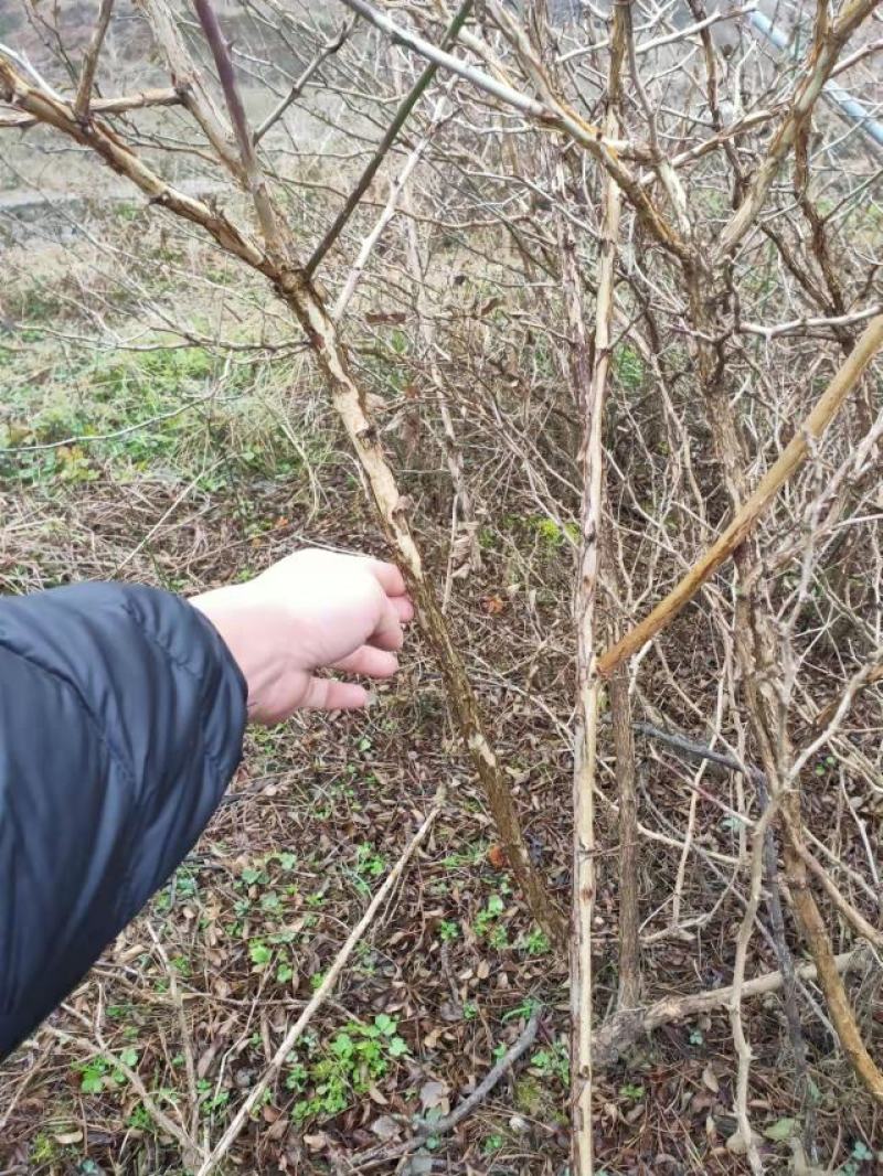 刺梨苗贵龙5号两年挂果裸根发货大量供应提供种植技术