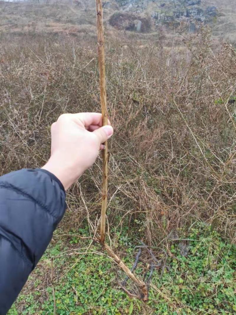 刺梨苗贵龙5号两年挂果裸根发货大量供应提供种植技术