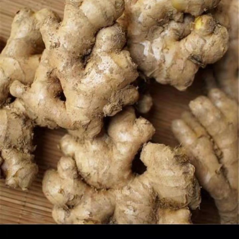 大量生姜
