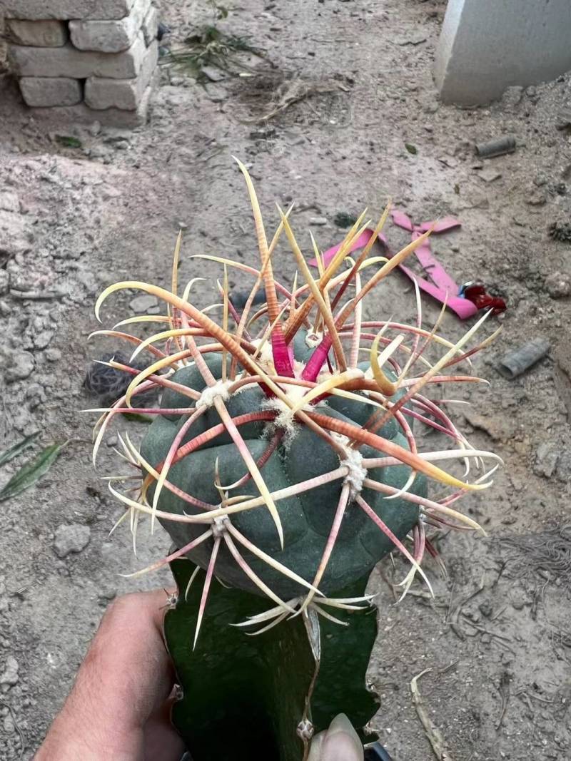 龙神木基地直供，大量批发，品种齐全，欢迎咨询合作