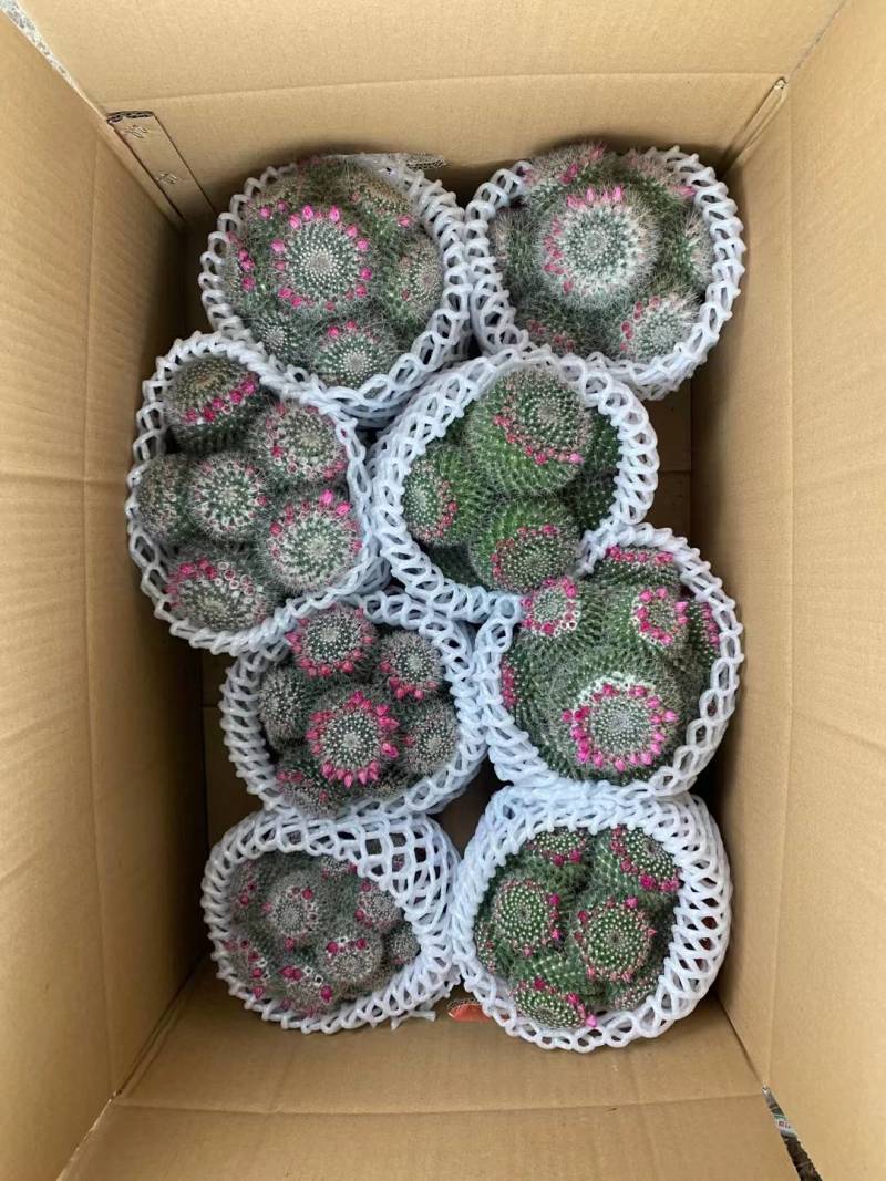 龙神木基地直供，大量批发，品种齐全，欢迎咨询合作