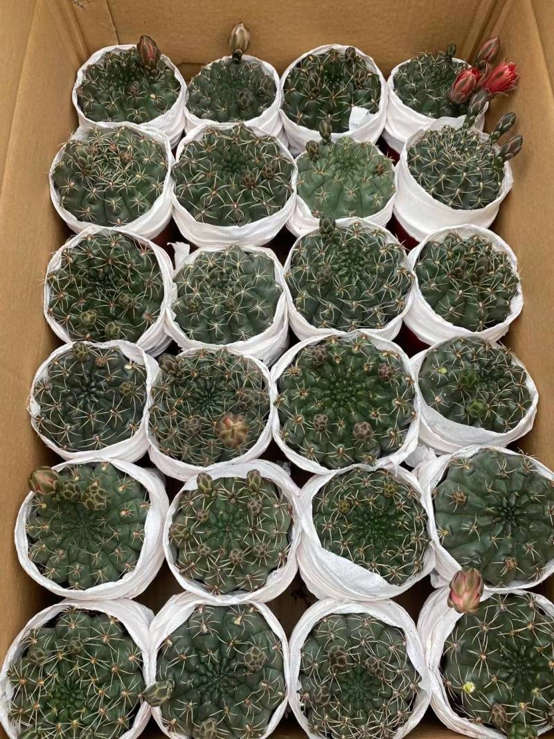 龙神木基地直供，大量批发，品种齐全，欢迎咨询合作